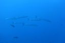 DSC00465.JPG
